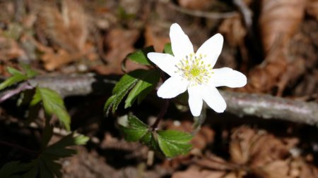 Ça y est, la flore est de retour : anémone des bois.