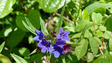 Grémil pourpre bleu.