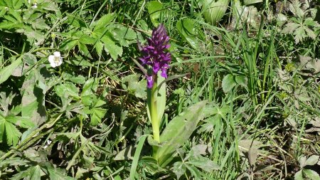 Orchis de Traunsteiner dans un milieu humide qu’il adore.