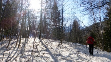 Retour en forêt