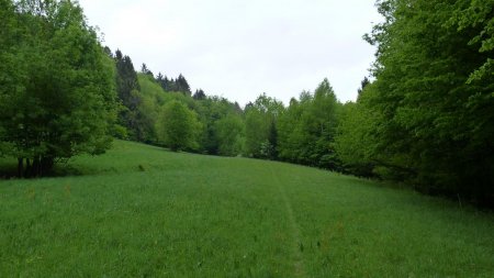 Passage dans une clairière