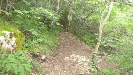 En descendant le Sentier Merveilleux, on croise la bifurcation du Sentier Estruch