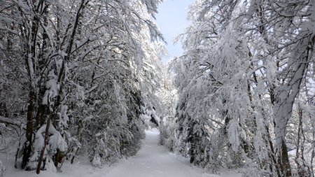 En forêt