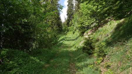 Piste forestière vers la Faverge