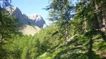 Poursuivre dans un mélèzin