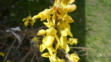 Forsythia