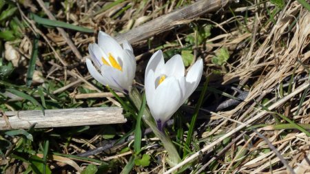 Crocus