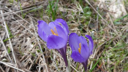 Crocus