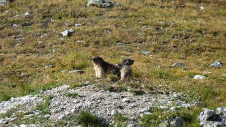 Une famille de marmottes