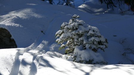 On trouve des traces de ski qui finalement éviteront de trop s’enfoncer dans la fraîche.