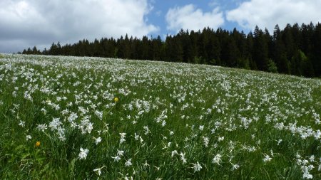 champs de Narcisses blanches