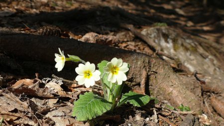 Primevère à grandes fleurs.