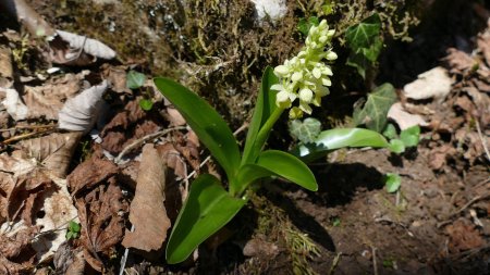 Orchis jaune pâle.