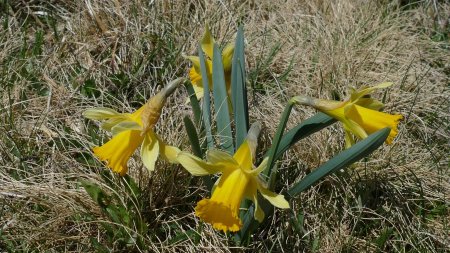 Jonquilles à queue courte ; peut-être pour mieux résister au vent ?