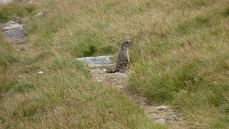 Une marmotte