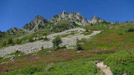 Que de rhododendtons sur cette partie du parcours !