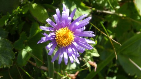 Aster des alpes