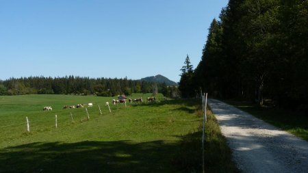 Mont Châteleu et vaches montbéliardes