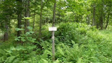 Aux abords des ruines du Chalet du Cardot