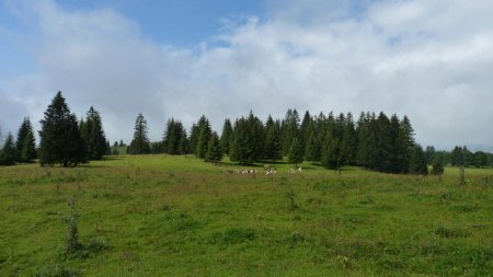 Un paradis pour les vaches