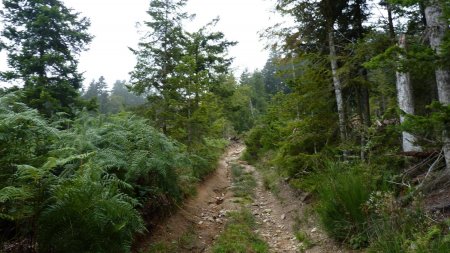 Le chemin est quand même bien défoncé