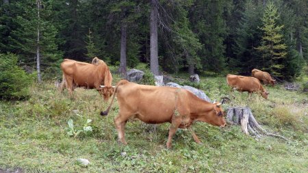 Tarines des bois