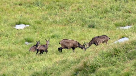 Chamois