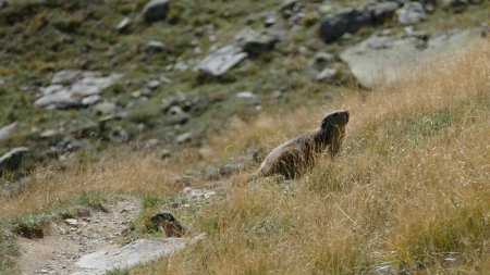 Les marmottes se font rares !