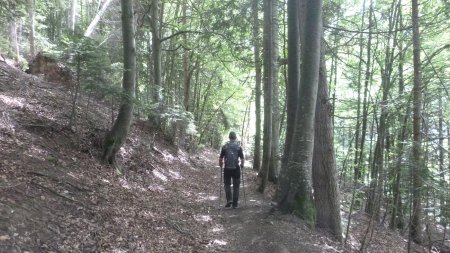 Descente du sentier boisé