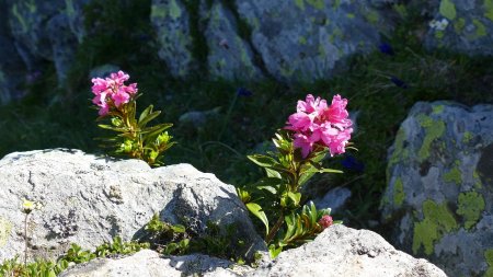 Rhododendrons.