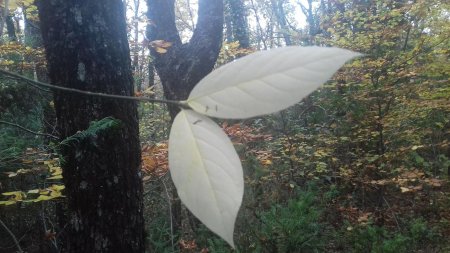 Sur le sentier Merveilleux