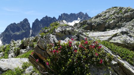 Rhododendrons.