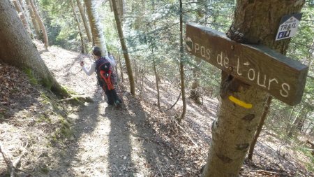 Descente dans les bois