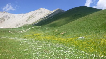 Un parterre de fleurs jaunes et blanches