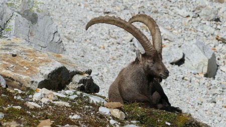 Évoluer au milieu de ces placides bêtes est toujours un régal.