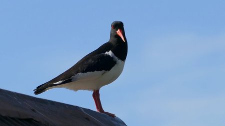 Et lui (huîtrier-pie), nous à à l’oeil !