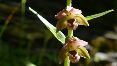 De minuscules fleurs qui attirent le regard ... 