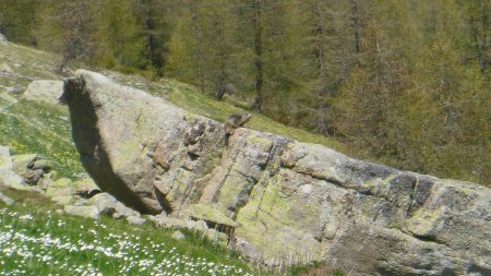 Tiens ! une marmotte