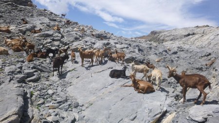 Descente en présence de «biquettes»