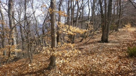 Dans les bois