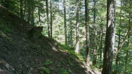 Sentier de la Forêt d’Esparron.