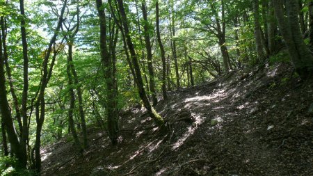 Sentier boisé.