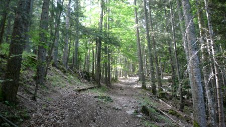 Montée en sous-bois.