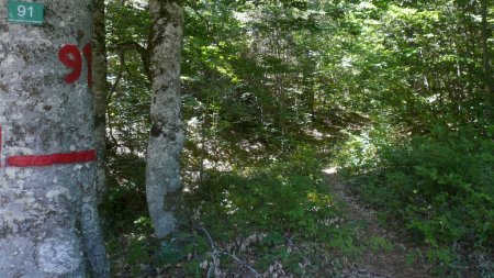 Départ du sentier de Musille, de la Route Forestière des Charbonnières.