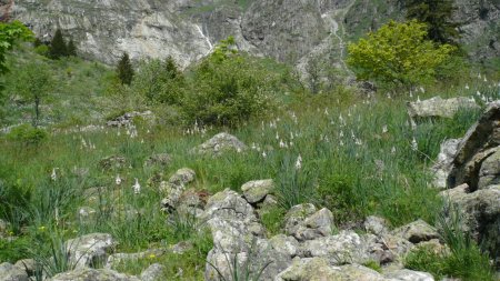 Des asphodèles en veux-tu en voilà.