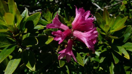 Fleurs de rhododendron.