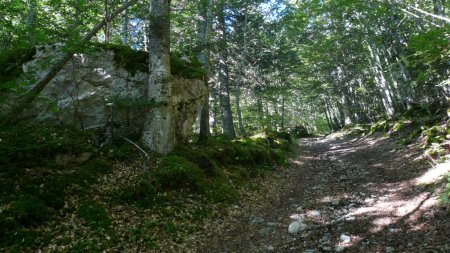 Montée en sous-bois.