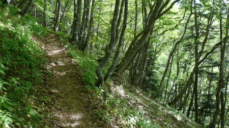 Sentier terreux reposant pour les genoux.