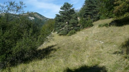 Pré pentu incliné ouest, peu avant de franchir la Combe Charbonnière. Rester au-dessus du pin, la trace est mal marquée momentanément, mieux marquée après.. 