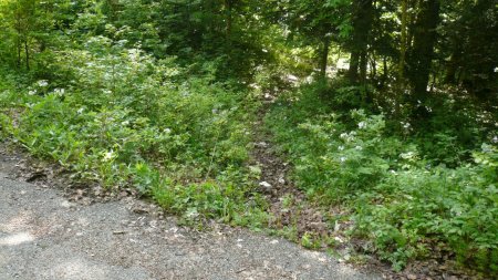 Sente des Charbonnières. Elle sort sur la Route Forestière des Charbonnières au point IGN 1502..